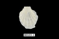 藏品(光芒海扇蛤)的圖片